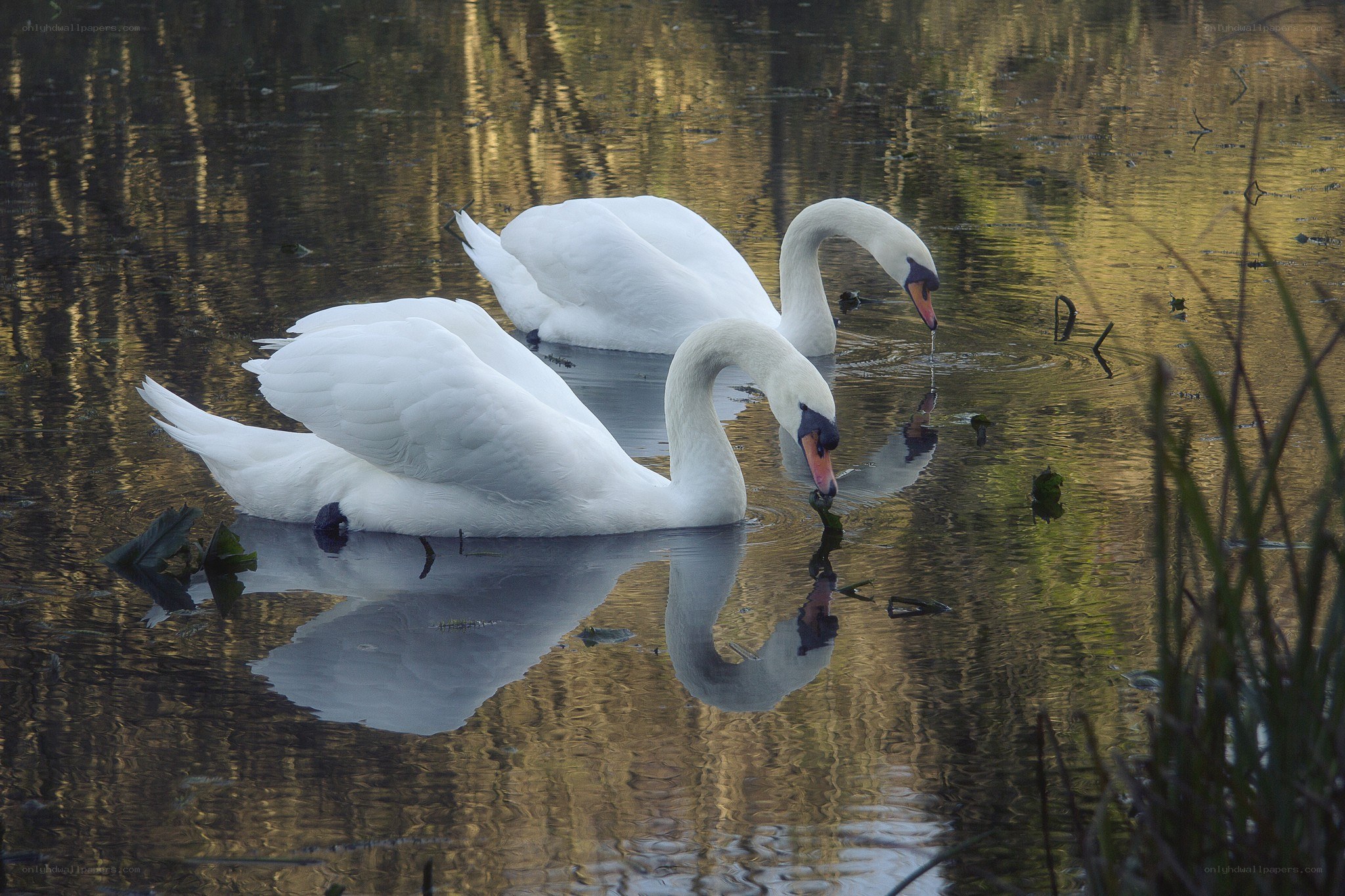 Two swans on a calm pond