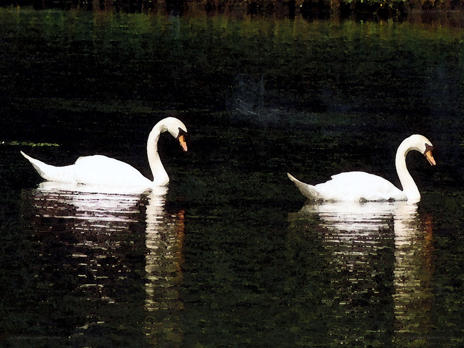 Two swans on a dark lake