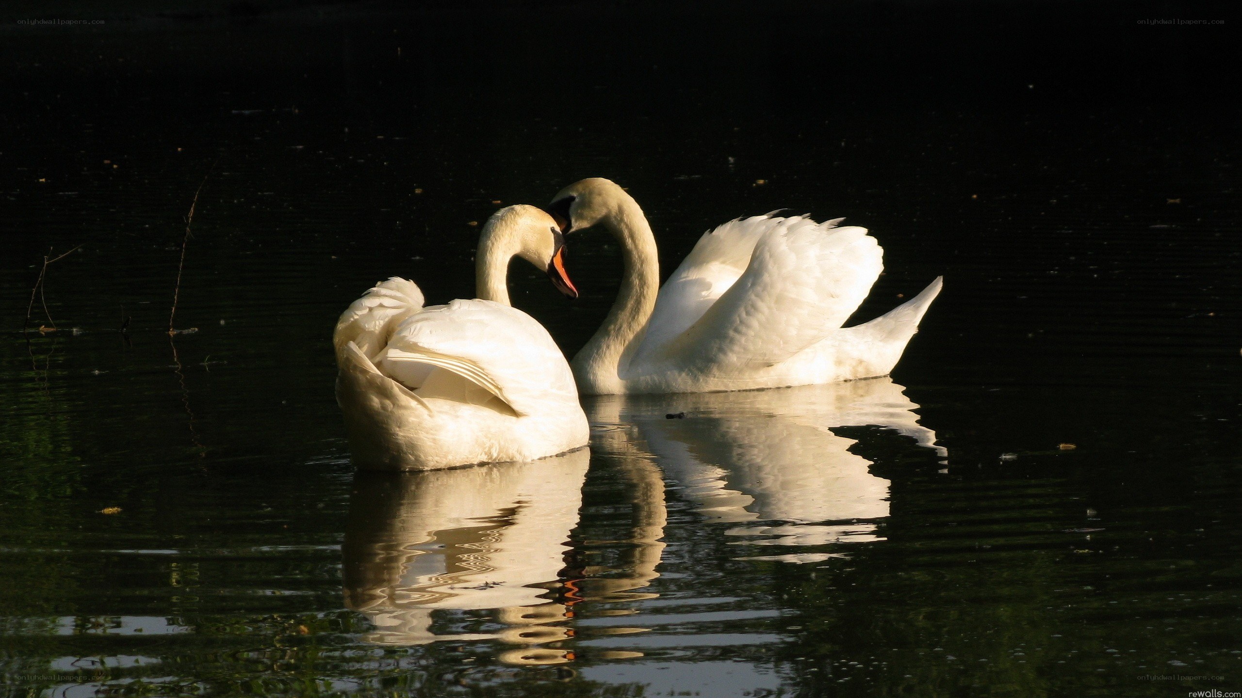 Two swans on a dark lake