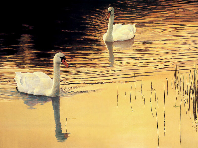 Two swans on a golden lake