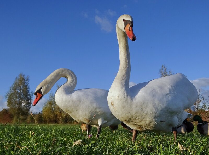 Two swans on a grassy field