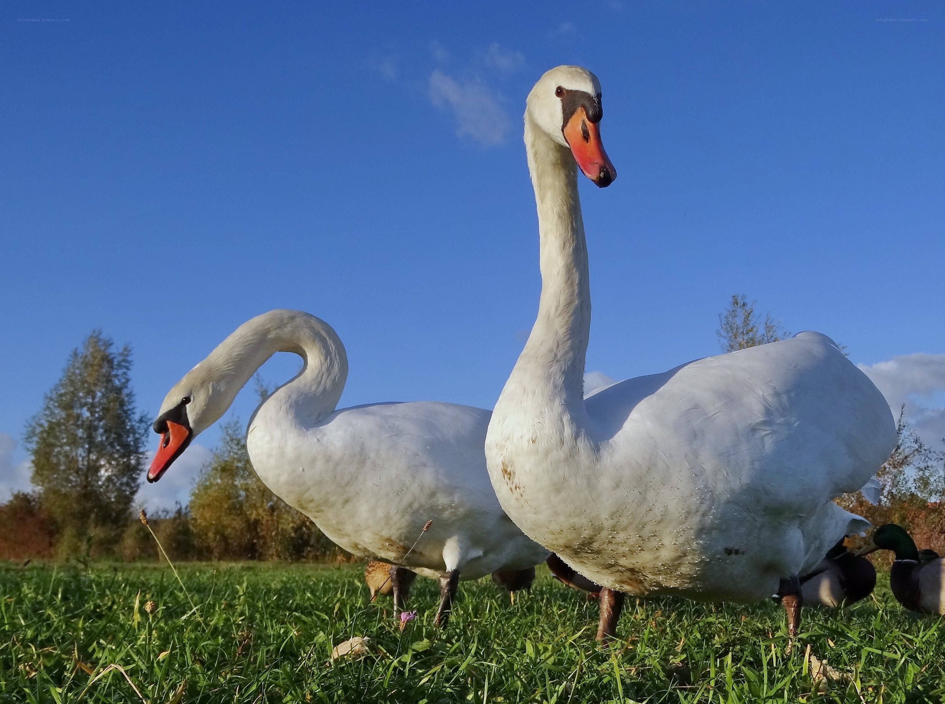 Two swans on a grassy field