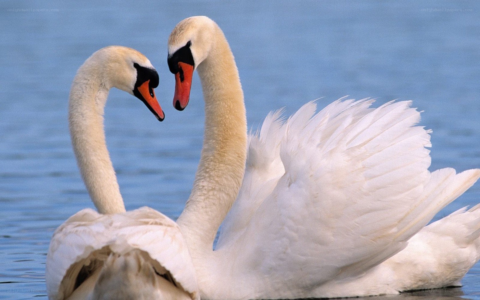 Two swans on a lake