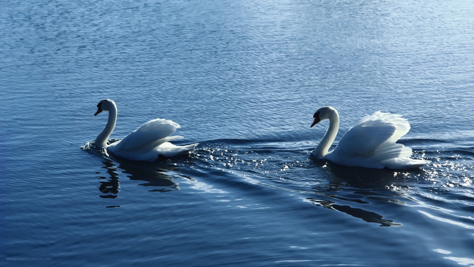 Two swans on a lake