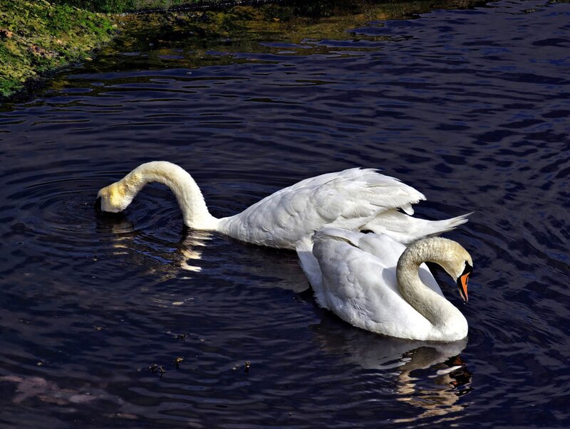 Two swans on a lake