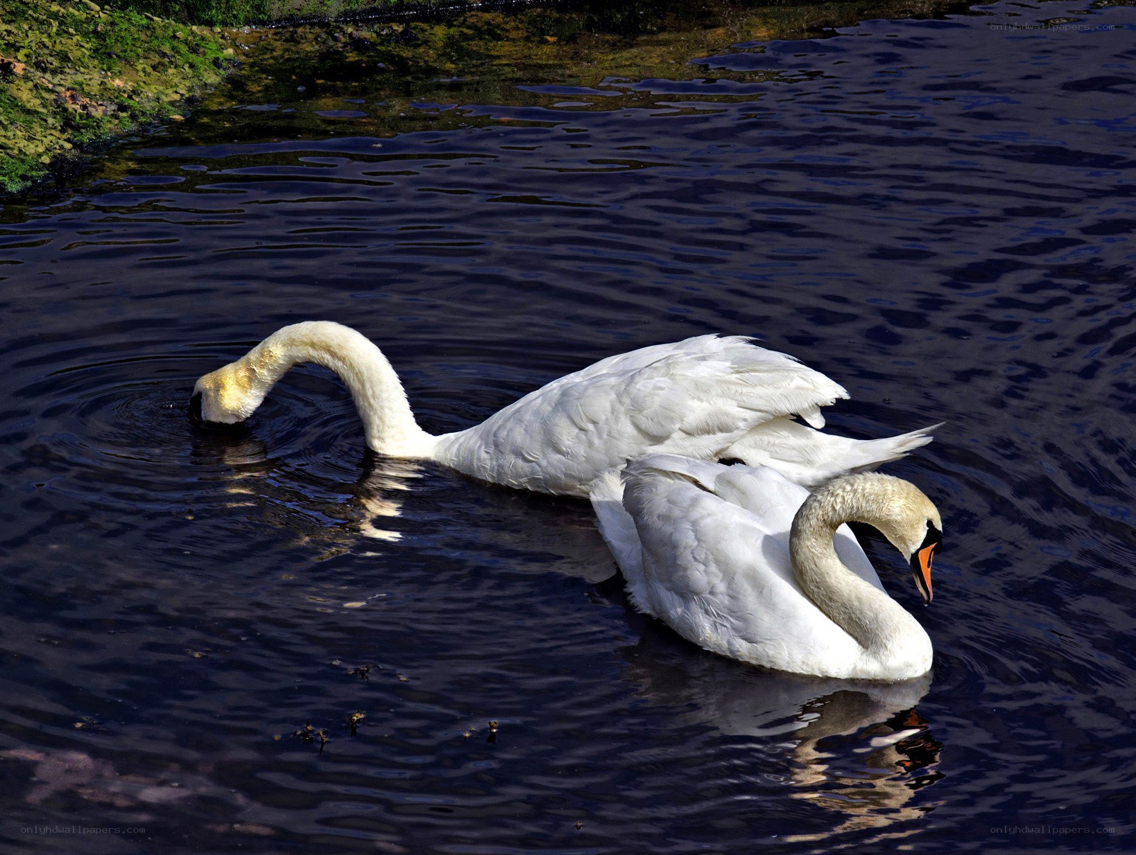 Two swans on a lake