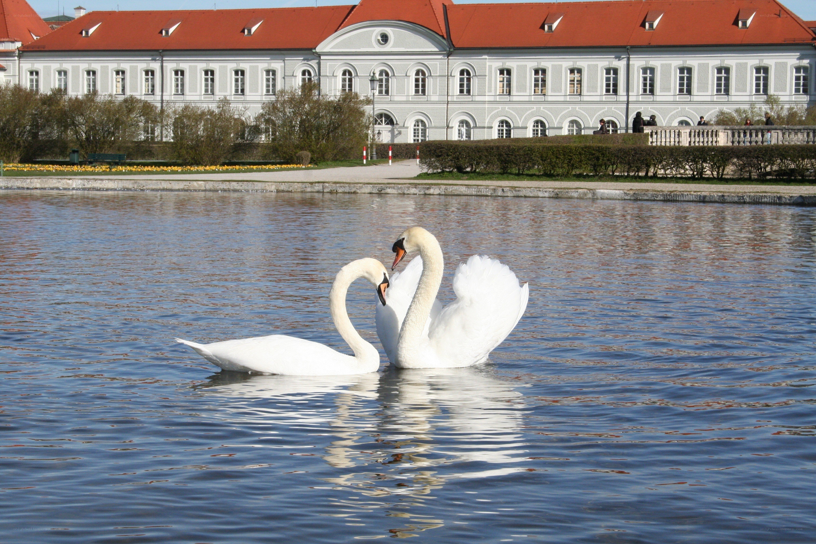 Two swans on a lake