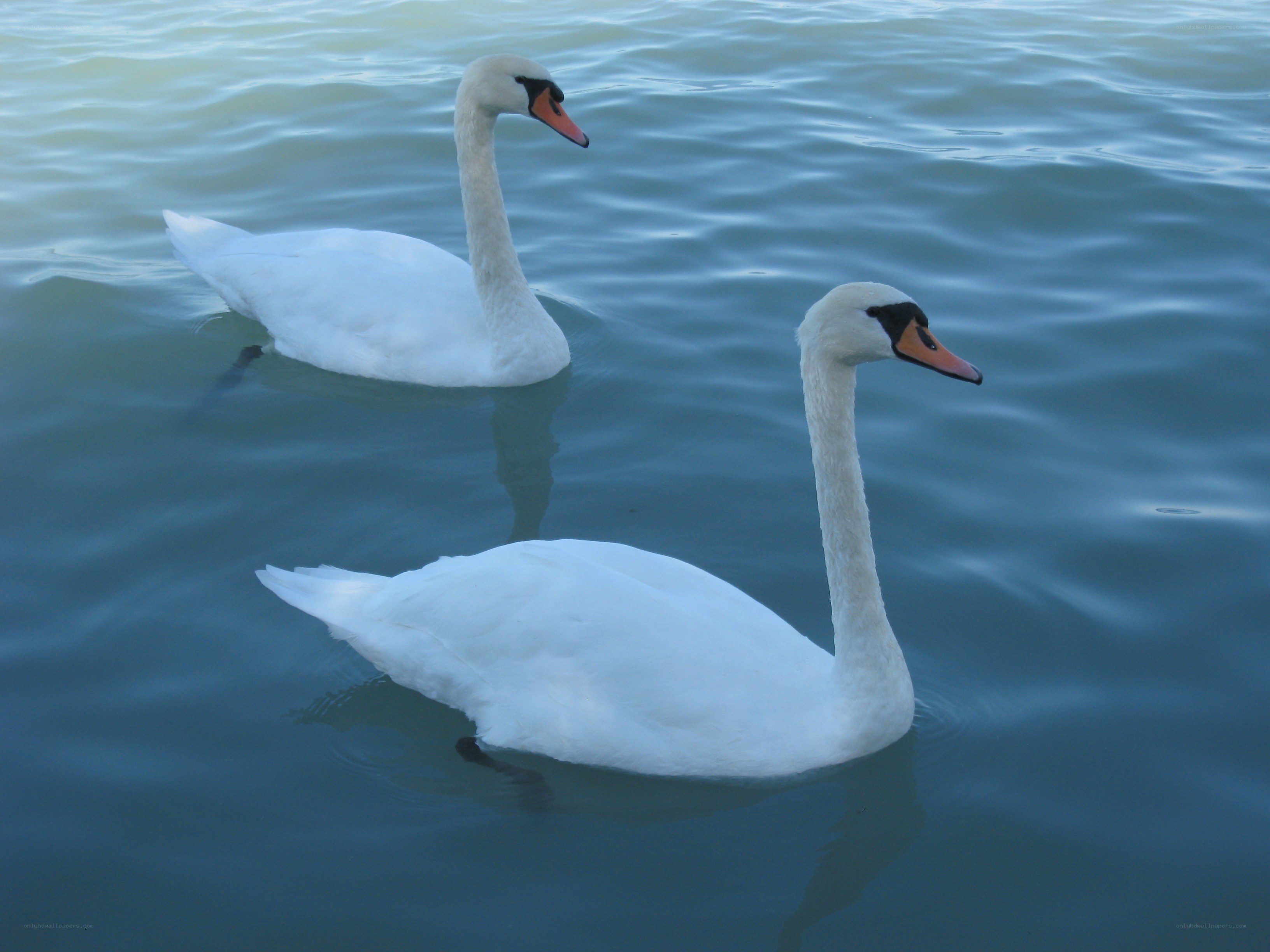 Two swans on a lake
