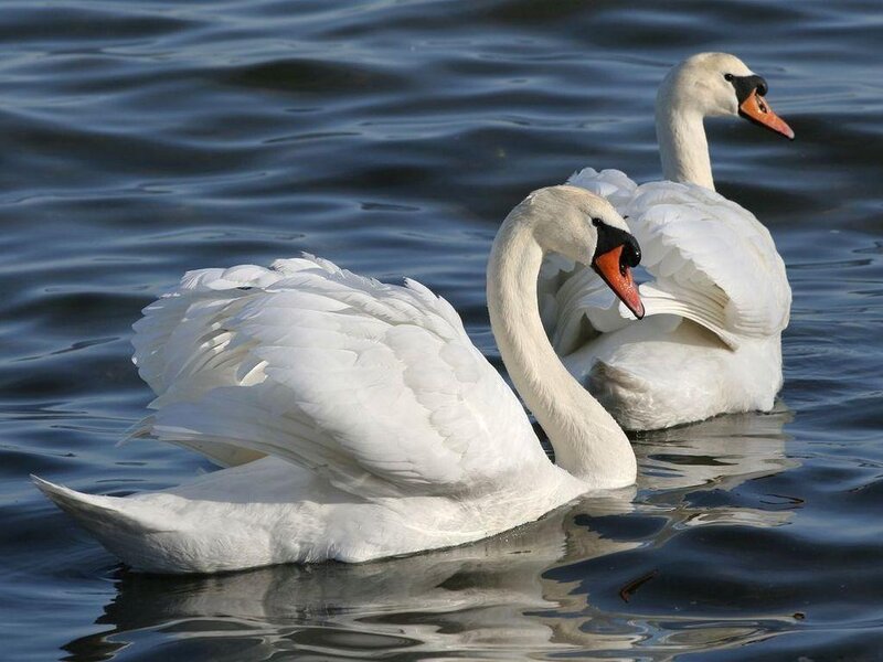 Two swans on a lake
