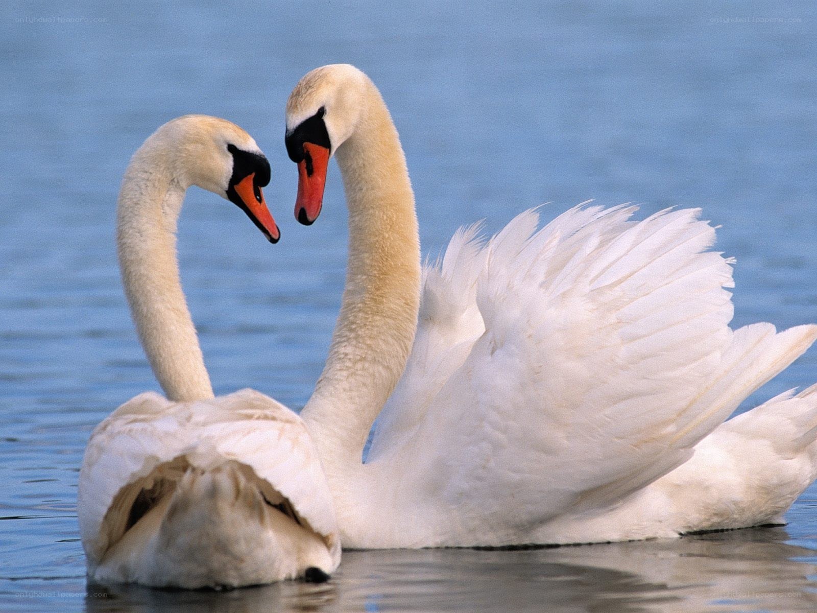 Two swans on a lake