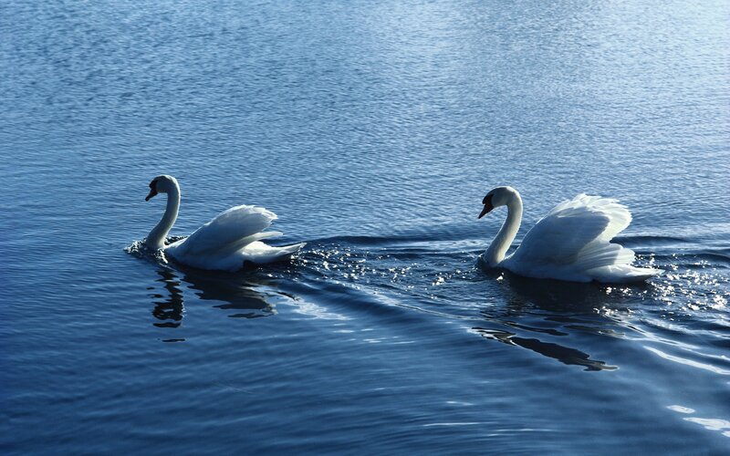 Two swans on a lake