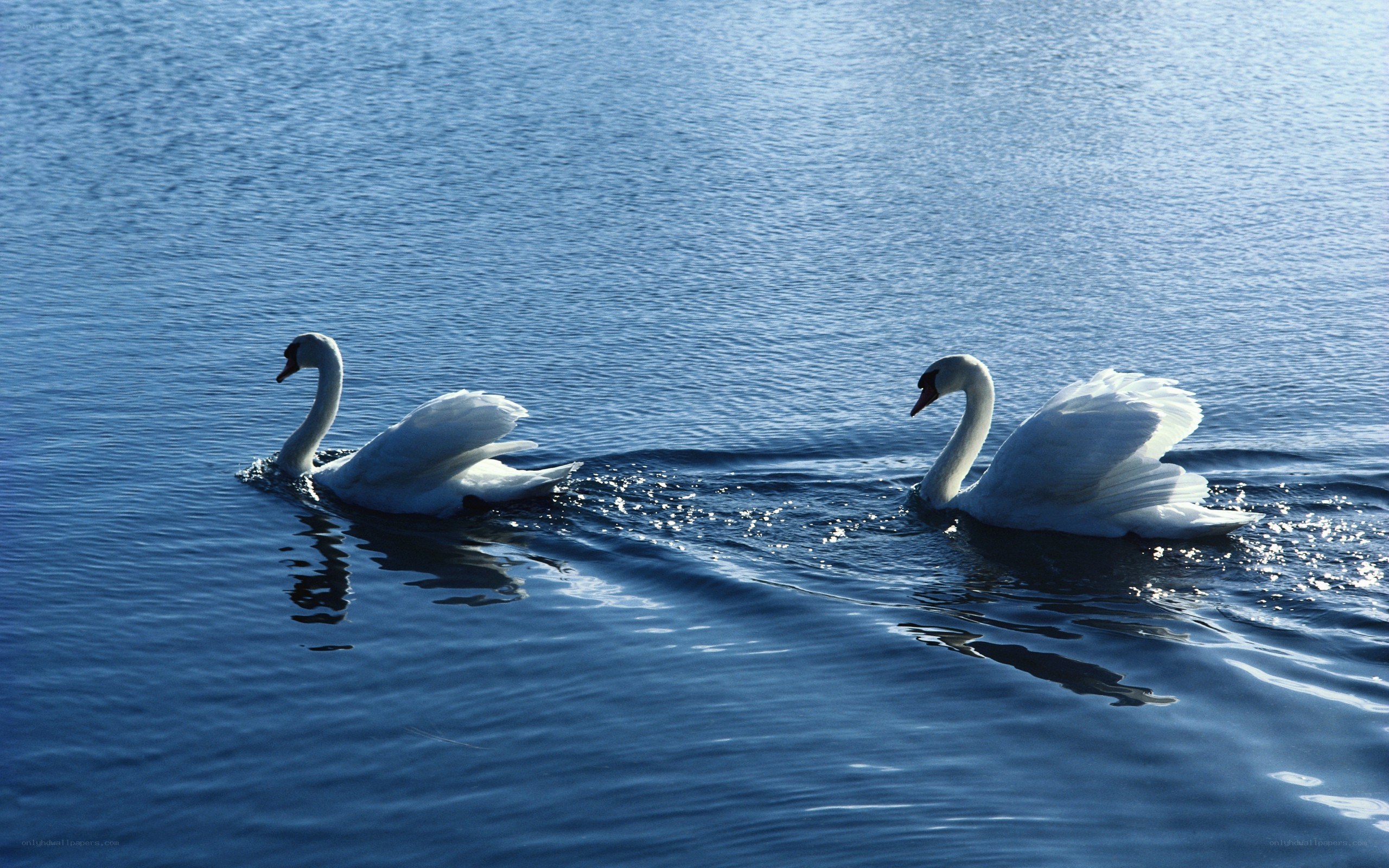 Two swans on a lake