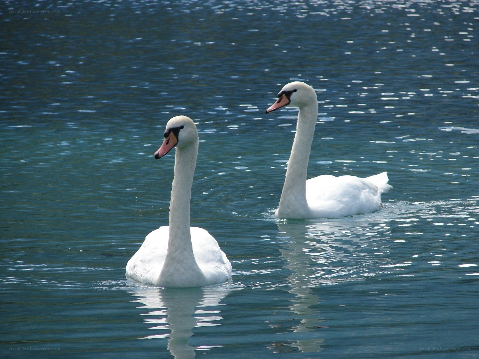 Two swans on a lake