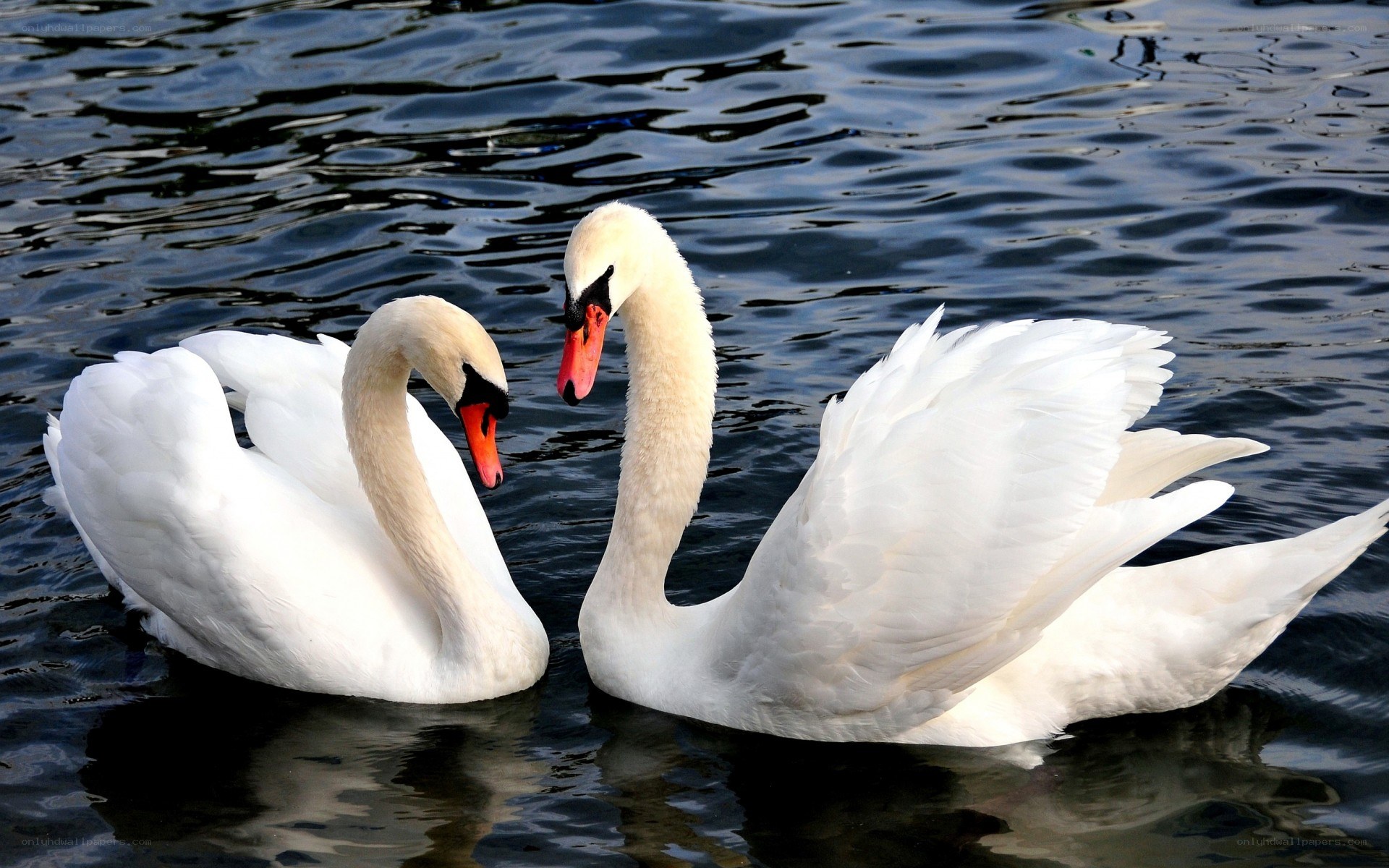 Two swans on a lake