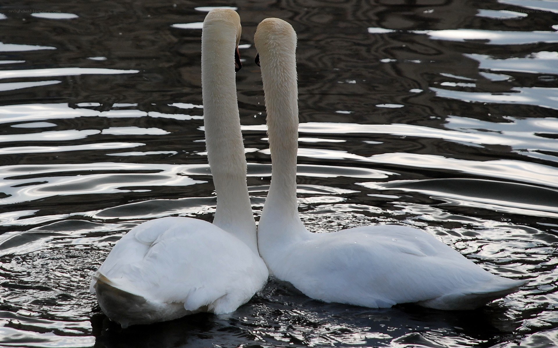 Two swans on a lake