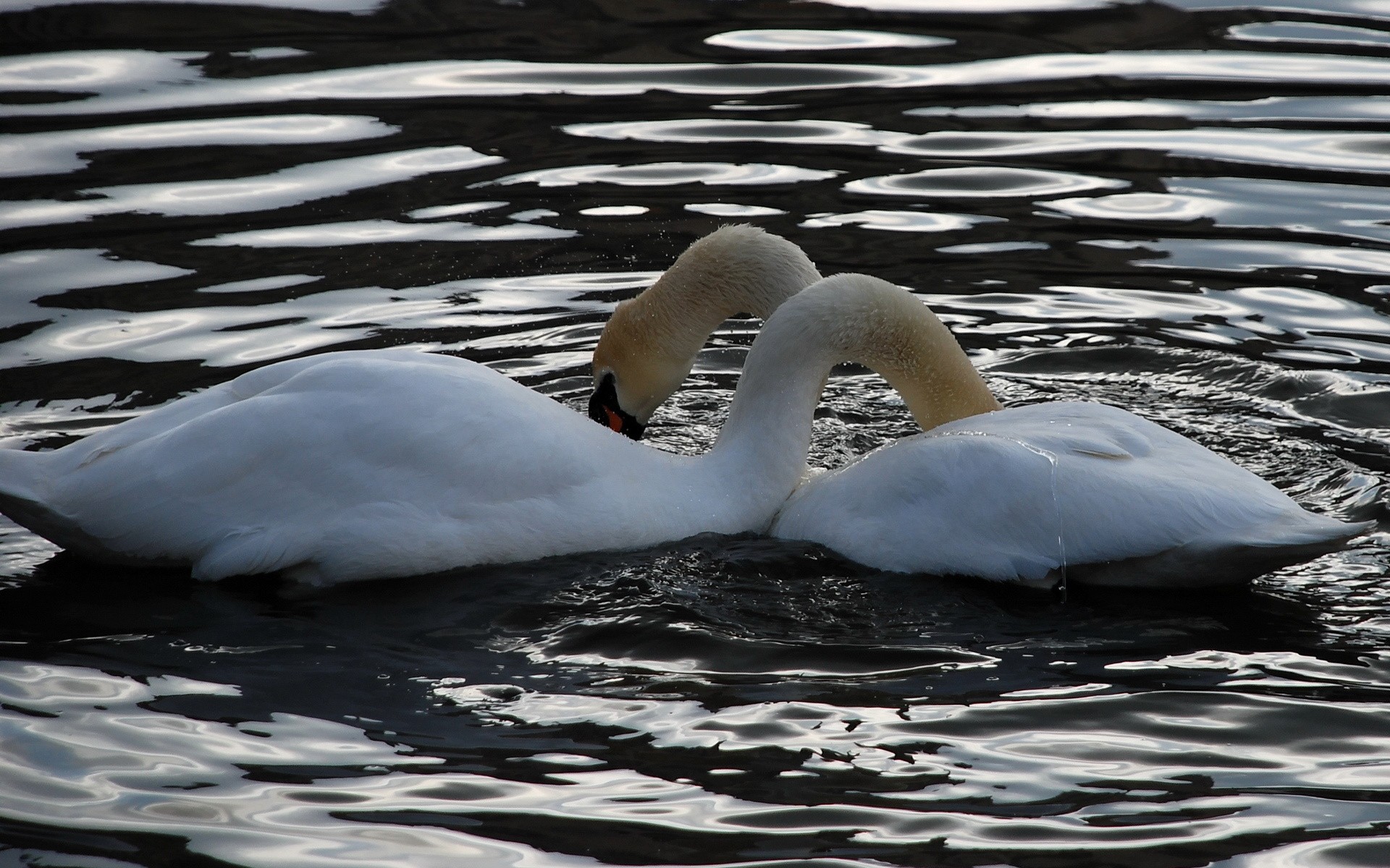 Two swans on a lake