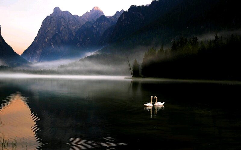 Two Swans on a Lake — Black
