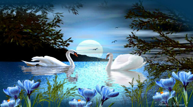 Two Swans on a Lake — Blue, Serene, Night