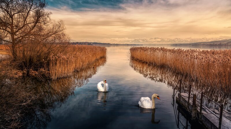 Two Swans on a Lake — Blue, Serene, Sunset, Photograph, Reeds
