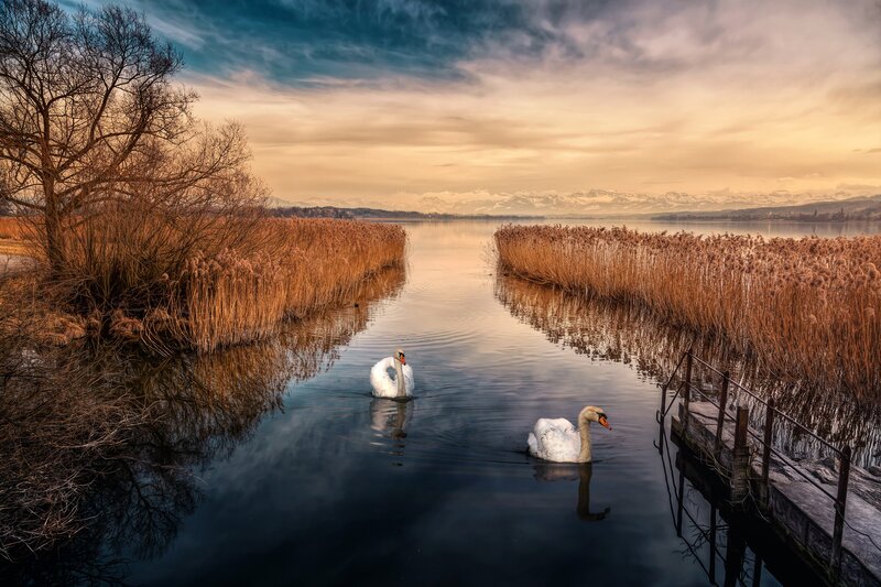 Two Swans on a Lake — Blue, Serene, Sunset, Photograph