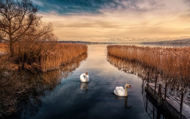 Two Swans on a Lake — Blue, Serene, Sunset