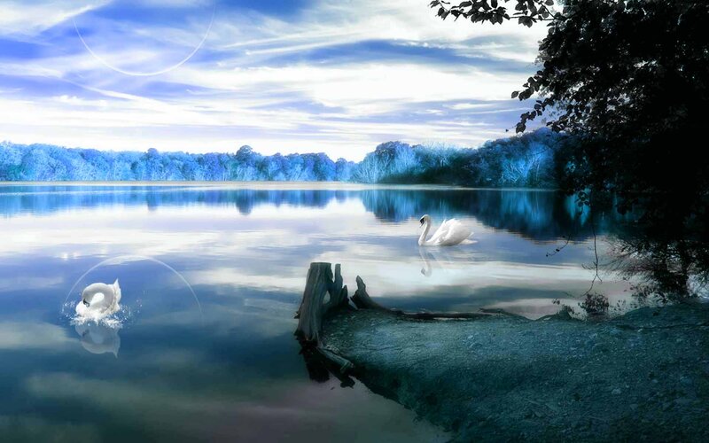 Two Swans on a Lake — Blue, Serene