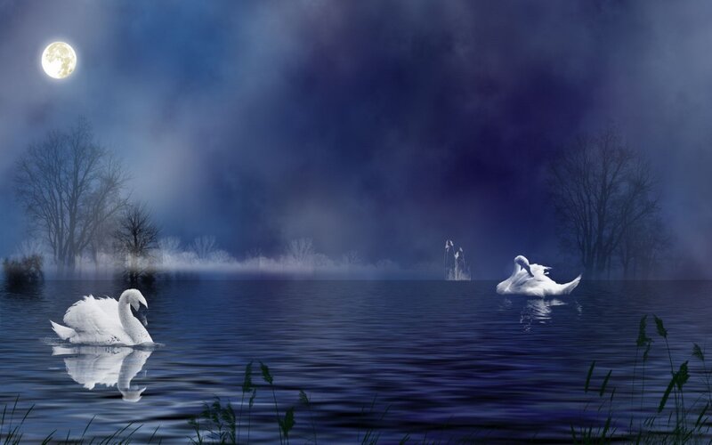 Two Swans on a Lake — Blue