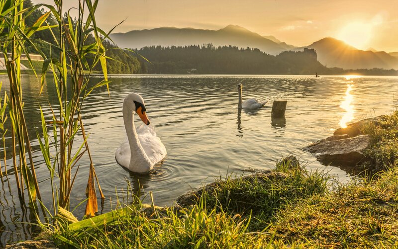 Two Swans on a Lake — Gold, Serene, Sunrise