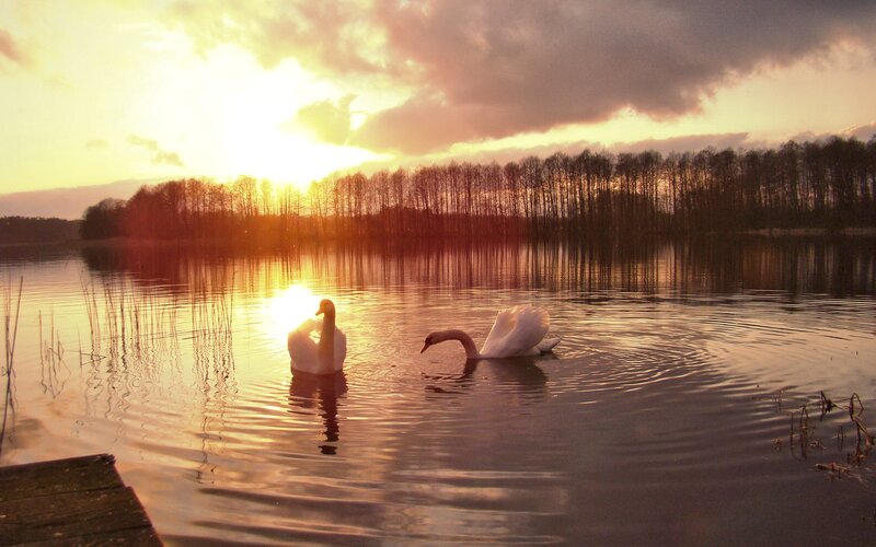 Two Swans on a Lake — Gold, Serene, Sunset