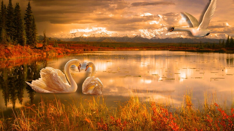 Two Swans on a Lake — Gold, Serene