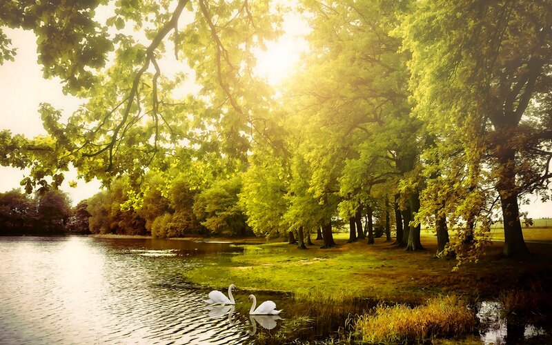 Two Swans on a Lake — Green, Serene, Afternoon, Photograph