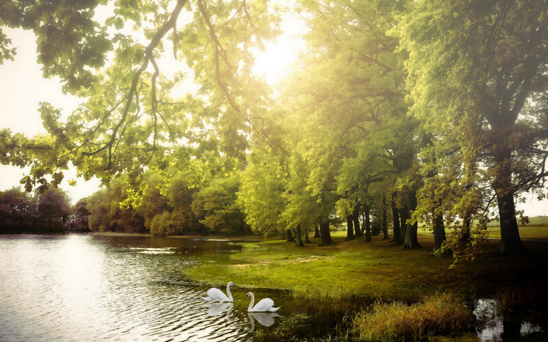 Two Swans on a Lake — Green, Serene, Afternoon