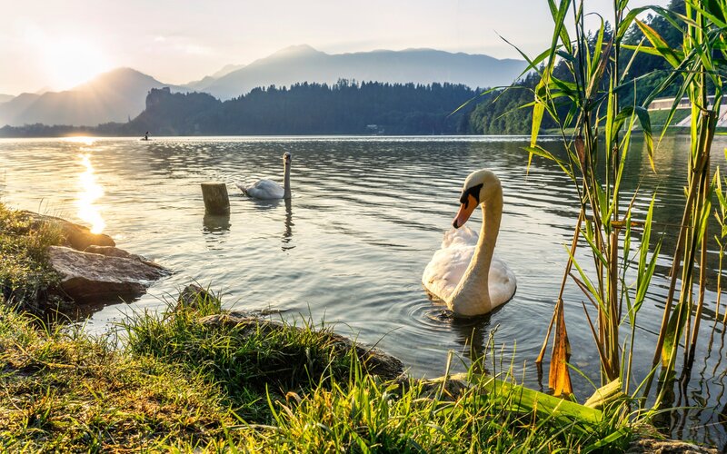 Two Swans on a Lake — Green, Serene, Sunset