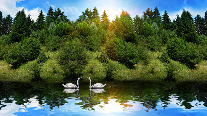 Two Swans on a Lake — Green