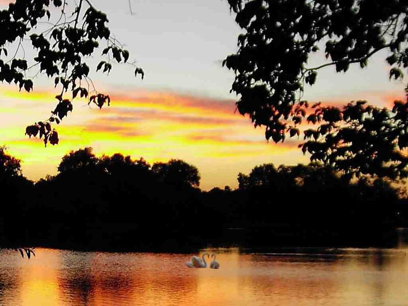 Two Swans on a Lake — Orange, Serene, Sunset, Photograph, Trees