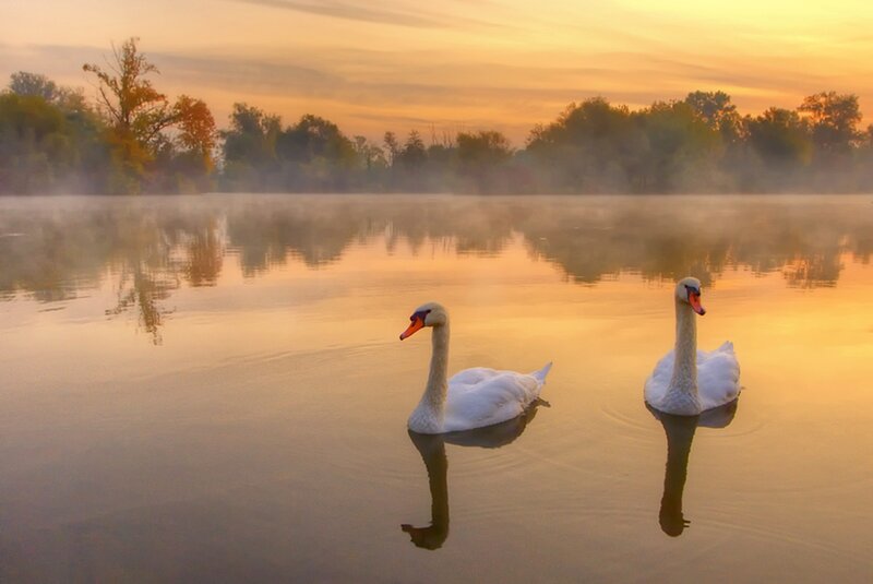 Two Swans on a Lake — Orange, Serene