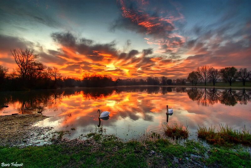 Two Swans on a Lake — Orange