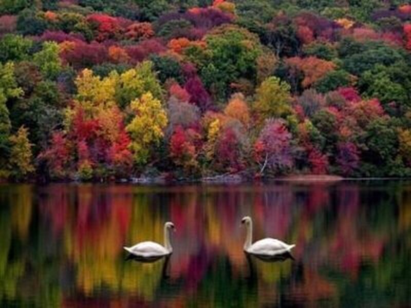 Two Swans on a Lake — Red, Serene