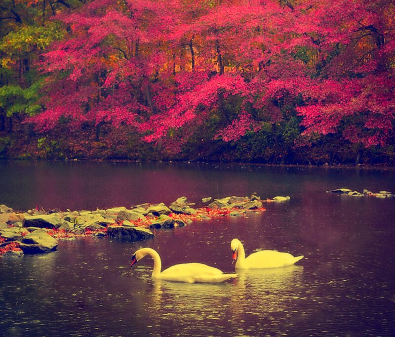 Two Swans on a Lake — Red