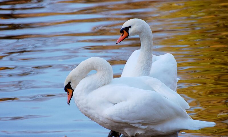 Two swans on a lake