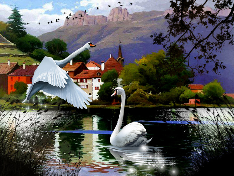Two Swans on a Lake — White