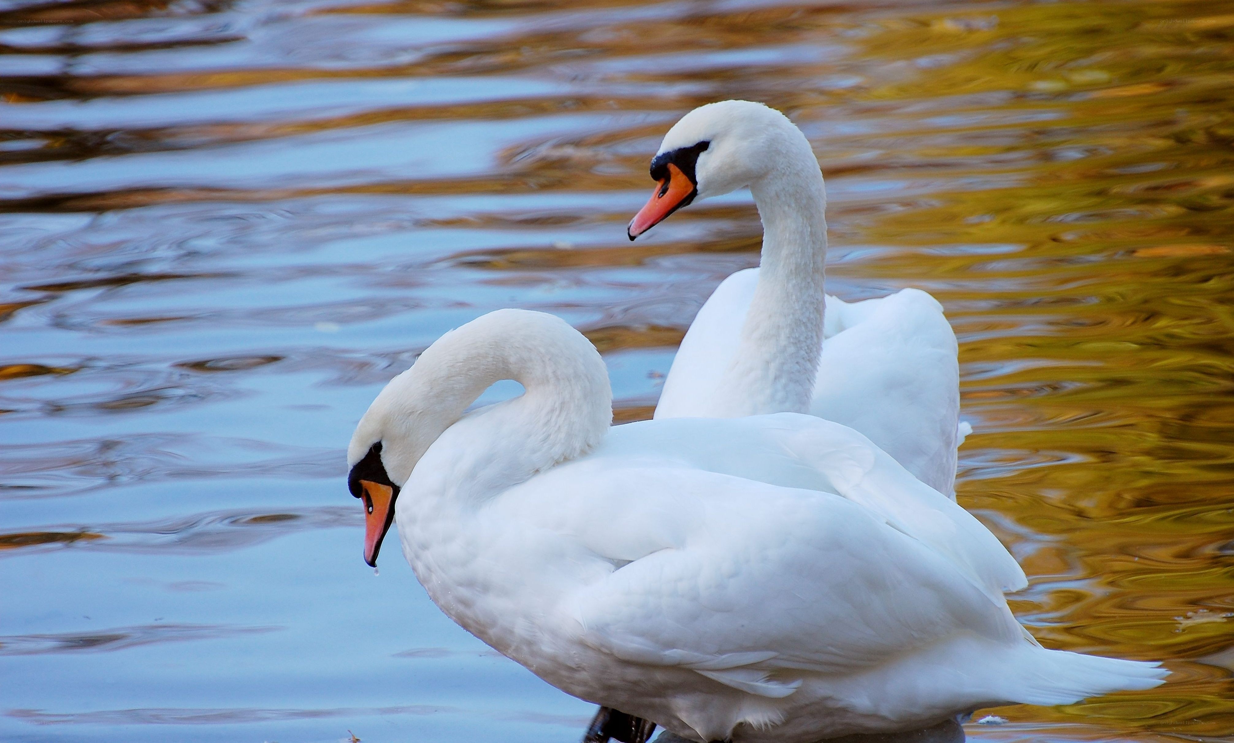 Two swans on a lake