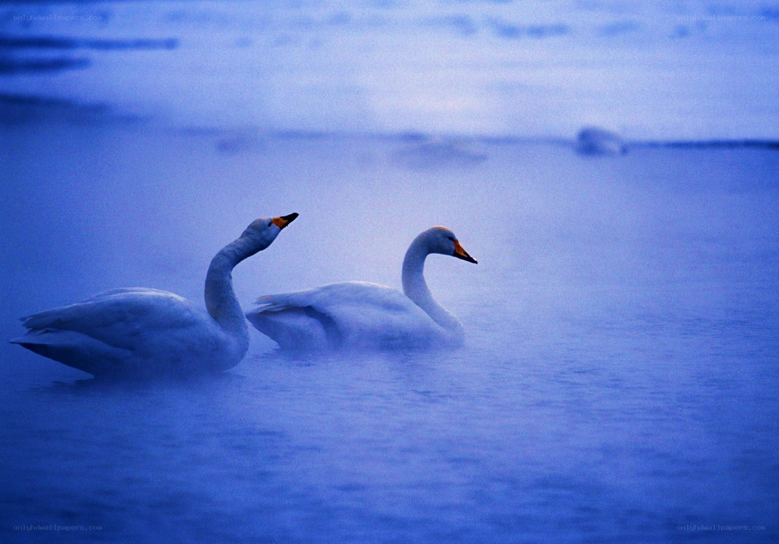 Two swans on a misty lake