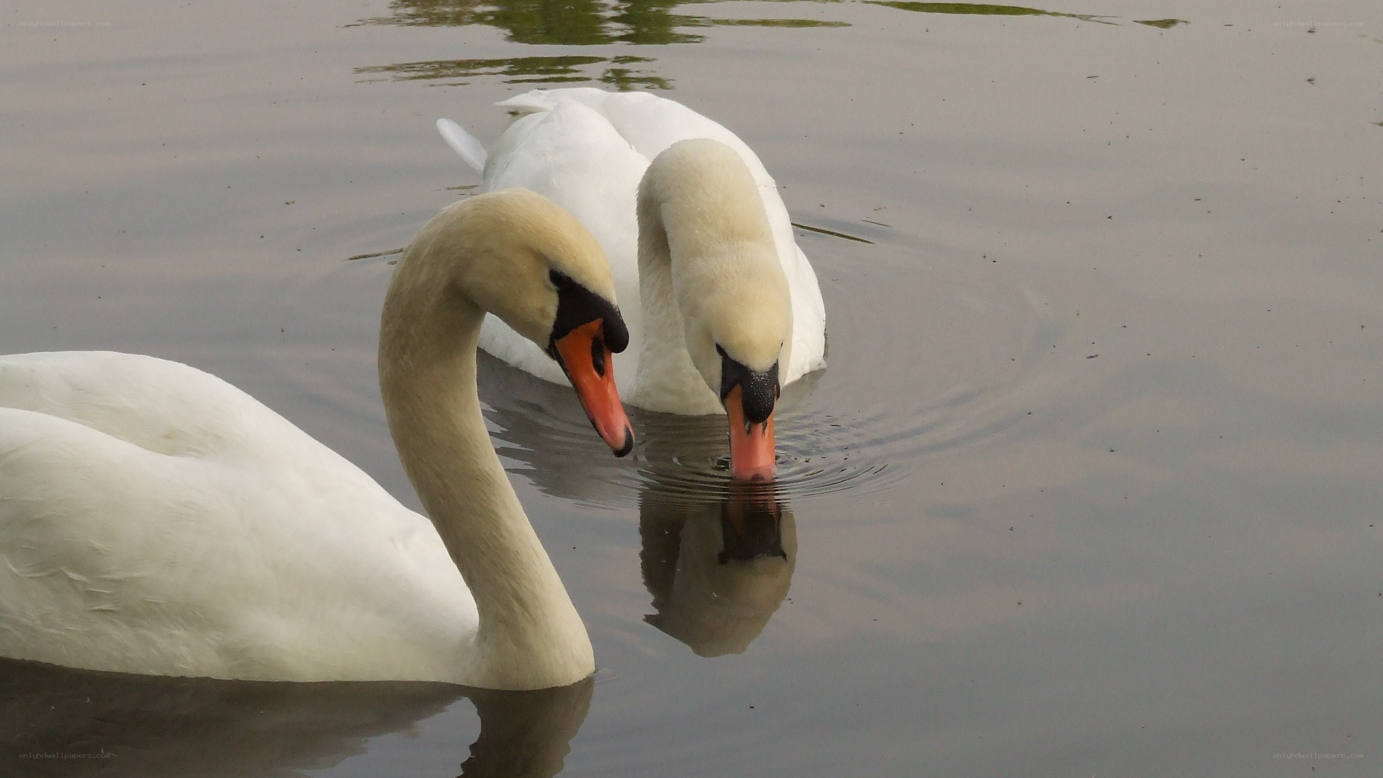 Two swans on a pond
