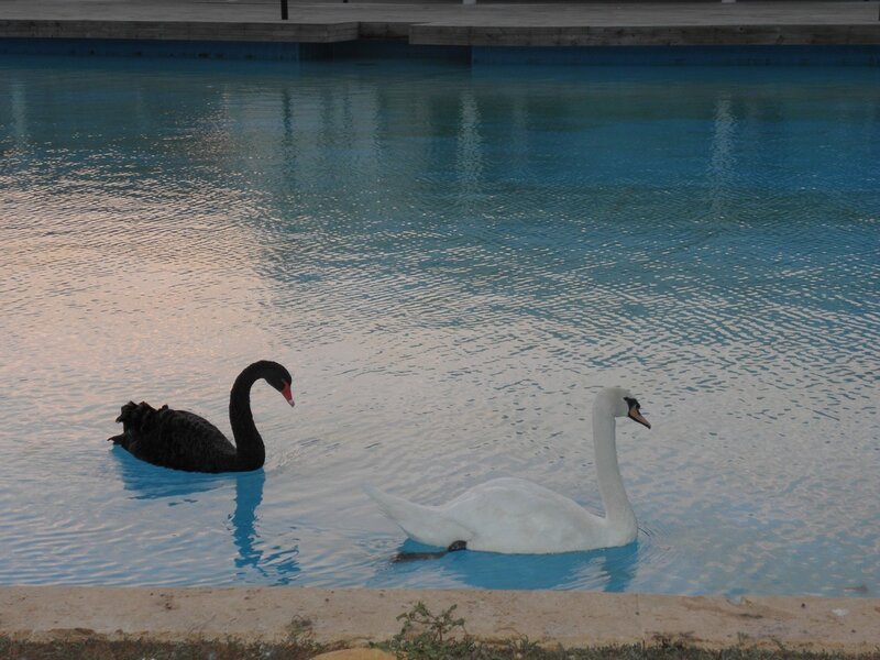 Two swans on a pond