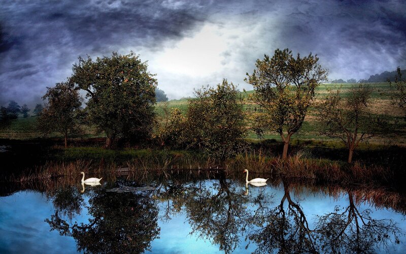 Two Swans on a Pond — Blue, Dramatic, Afternoon