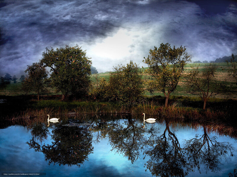 Two Swans on a Pond — Blue, Dramatic, Morning