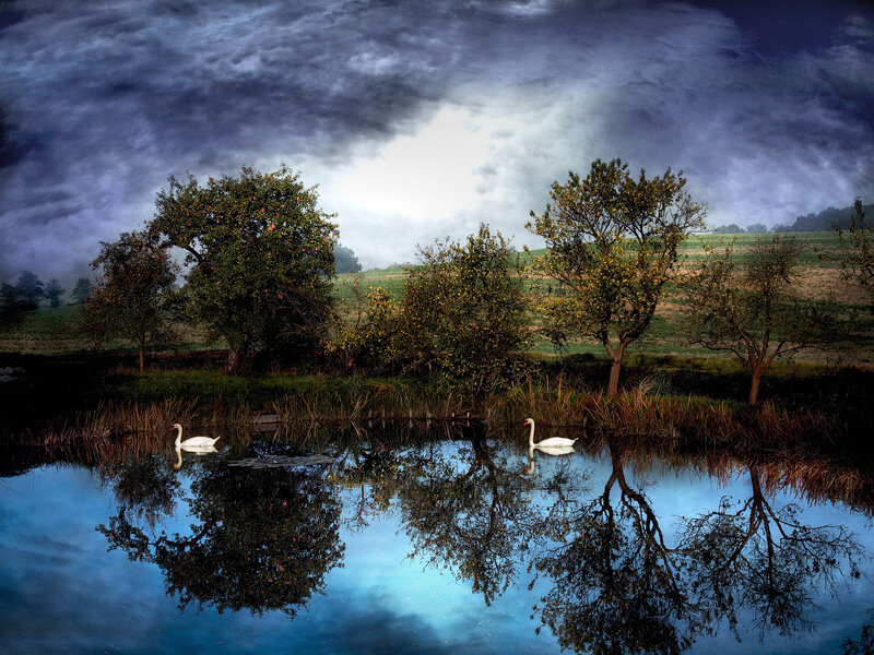 Two Swans on a Pond — Blue, Dramatic