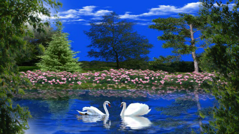Two Swans on a Pond — Blue, Serene, Afternoon