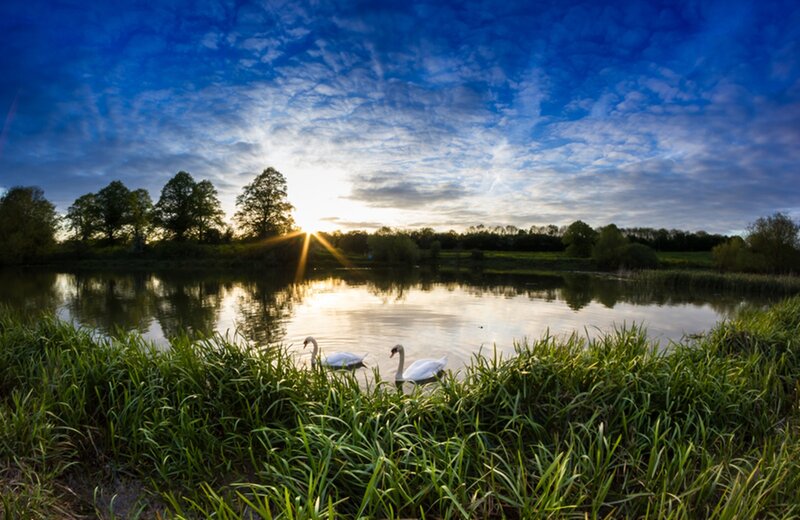 Two Swans on a Pond — Blue, Serene